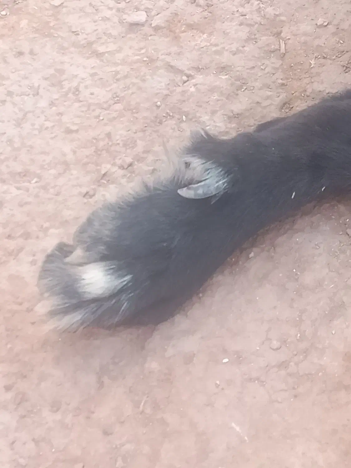 سگ قدرجونی|سگ|پلدختر, |دیوار