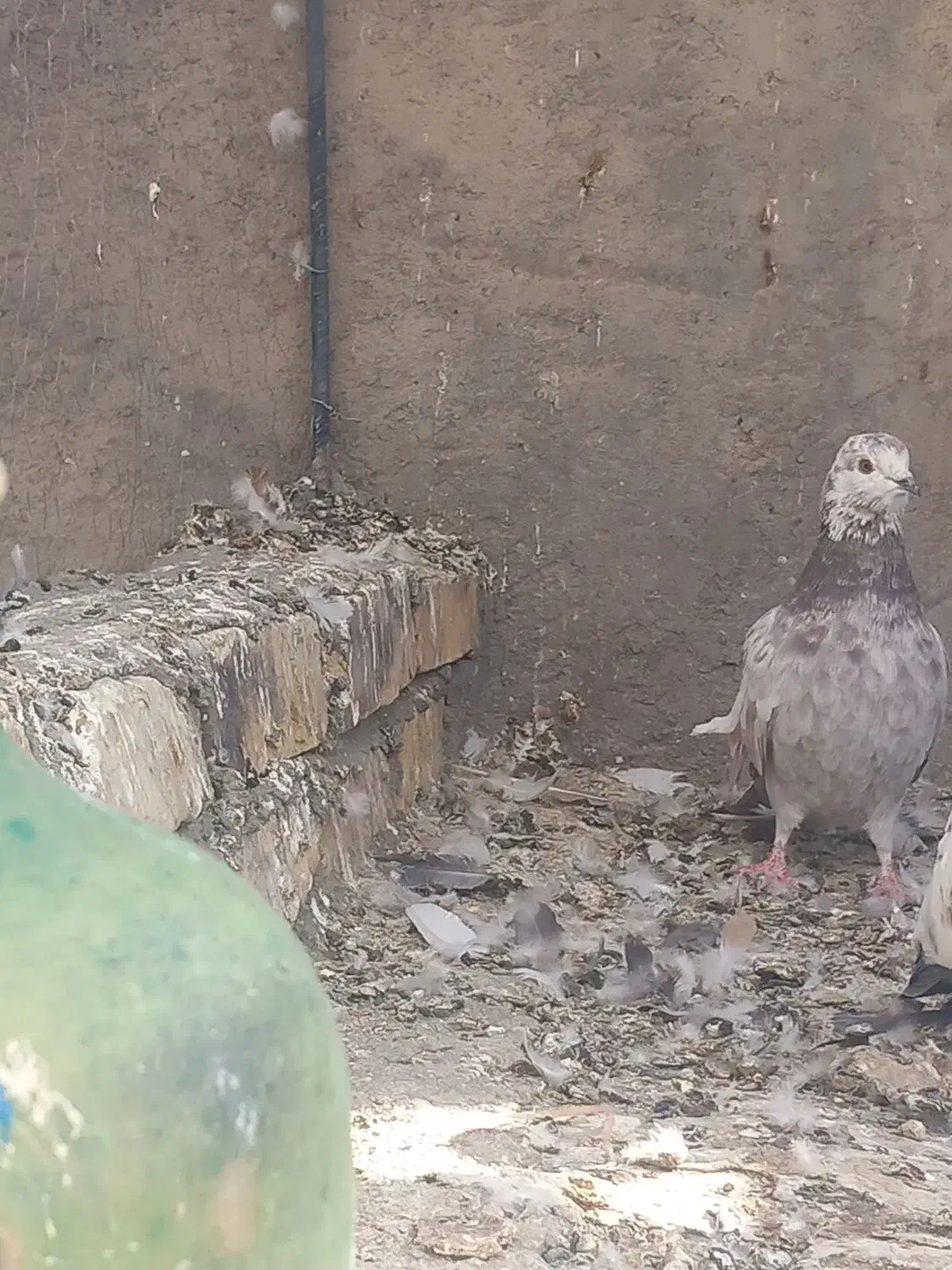 کفتر|پرنده|زید آباد, |دیوار