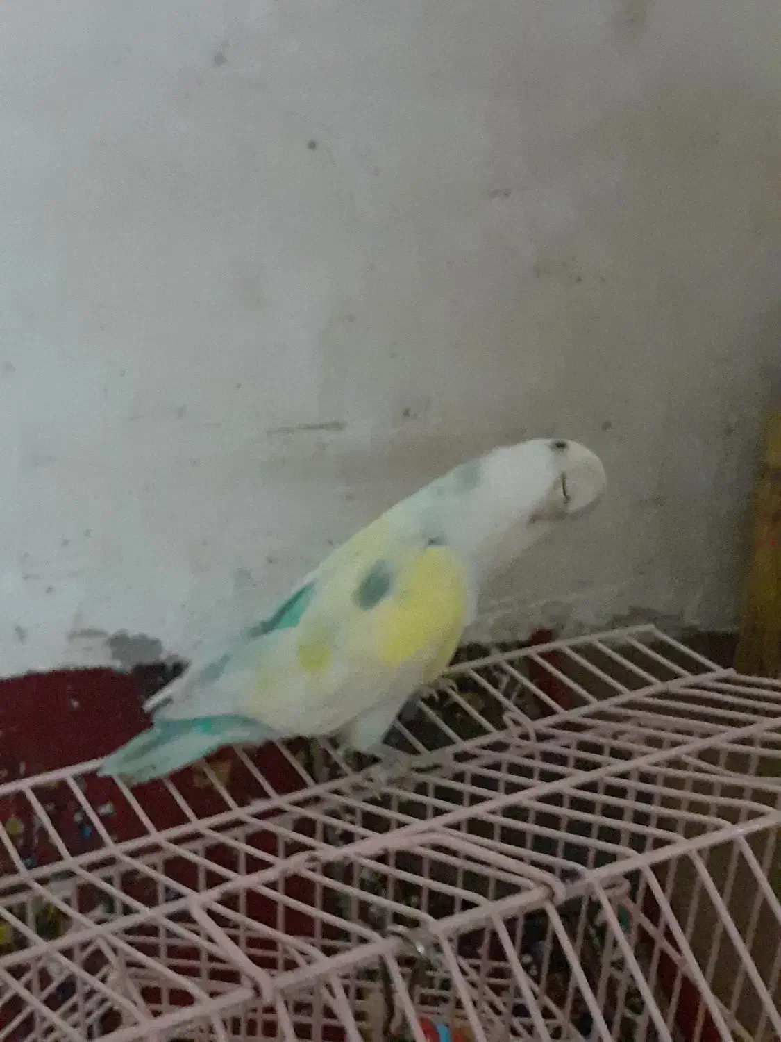 پرنده.کوتوله|پرنده|ریگ ملک, |دیوار