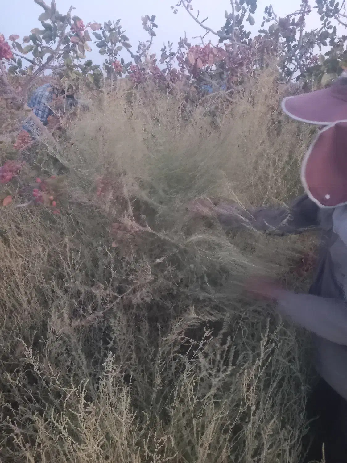 خریدچوب|خدمات باغبانی و درختکاری|شهر بابک, |دیوار