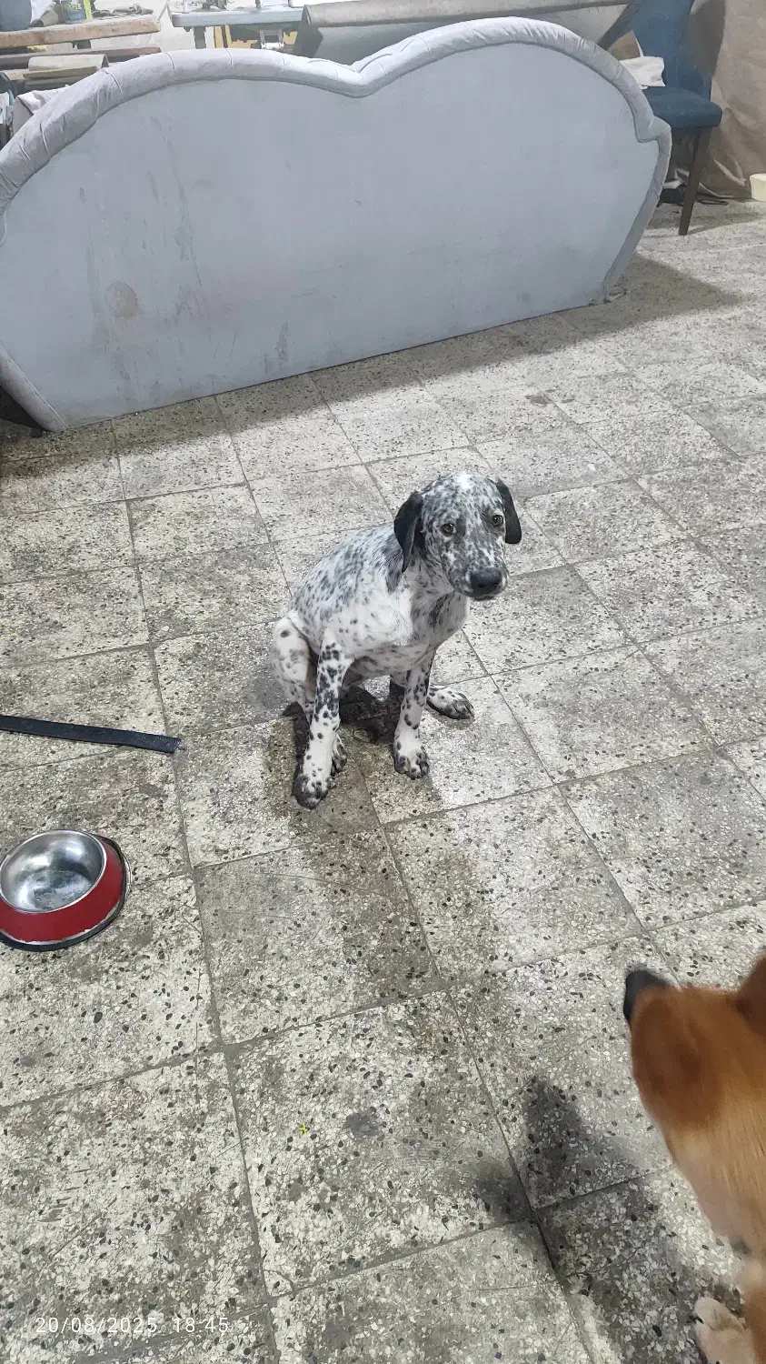 سگ صد و یک خالدار|سگ|بومهن, |دیوار