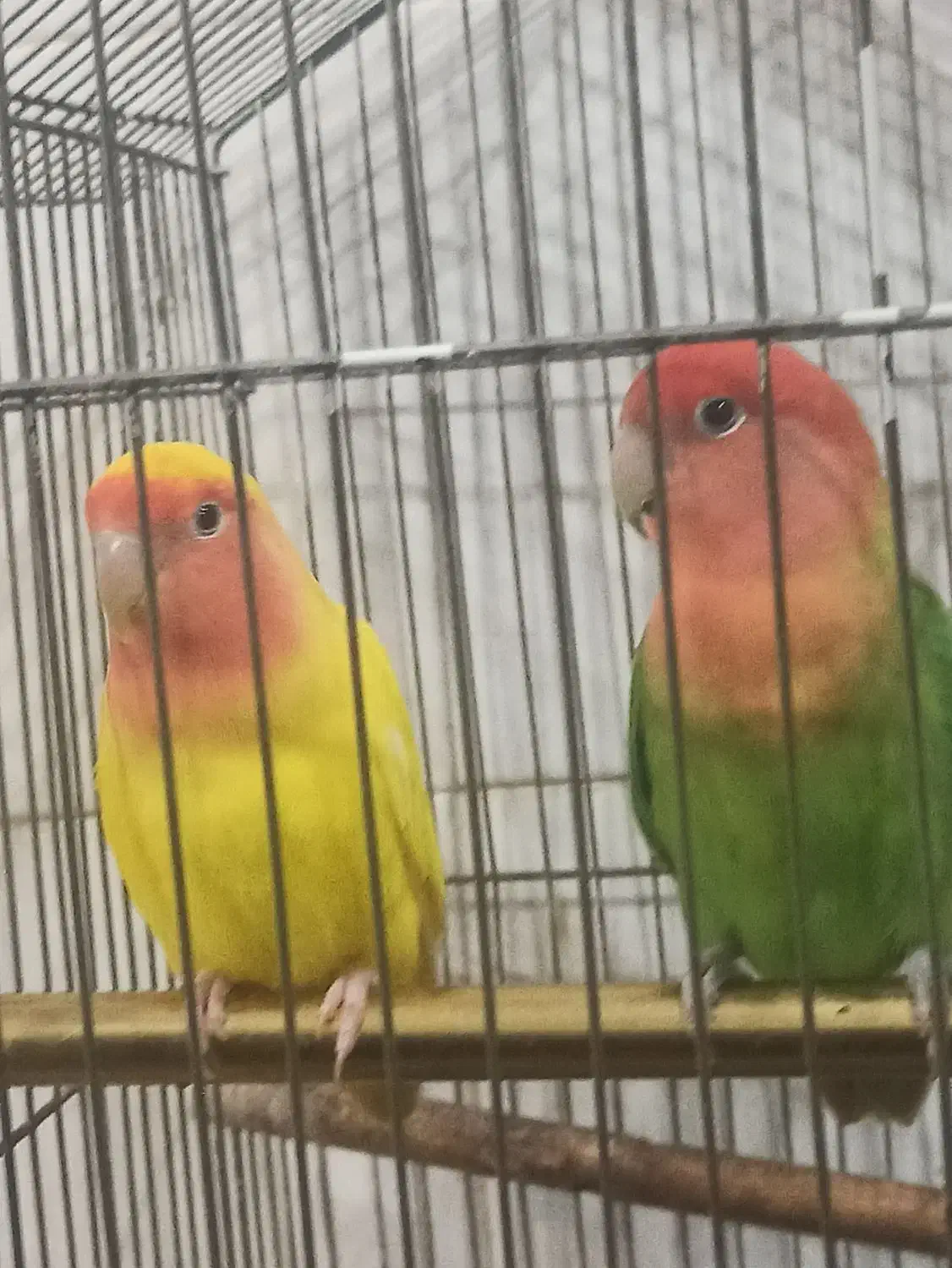 جفت طوطی برزیلی خوشرنگ و خوش صدا|پرنده|رامسر, |دیوار