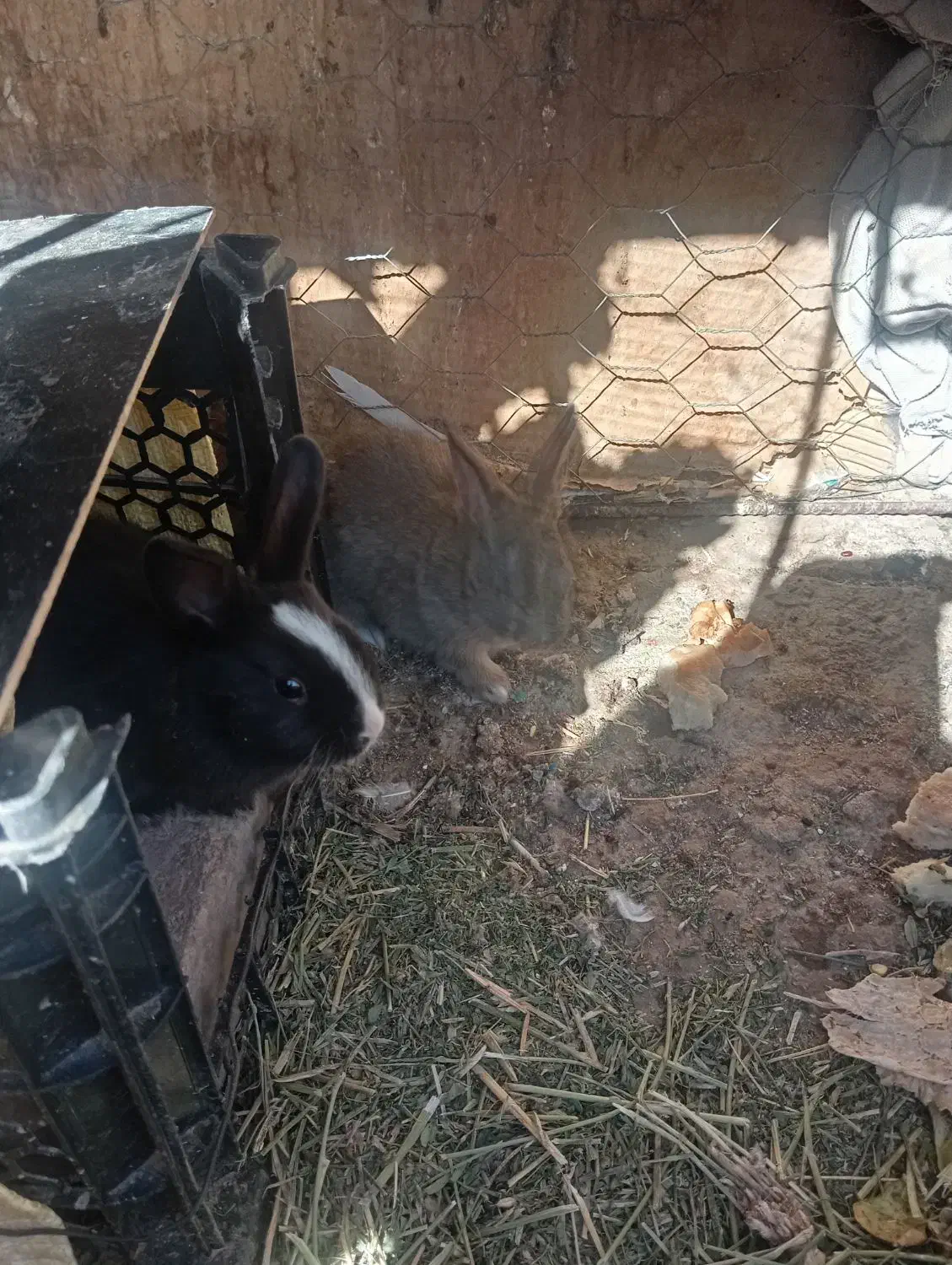 بچه خرگوش|موش و خرگوش|زاهدان, |دیوار