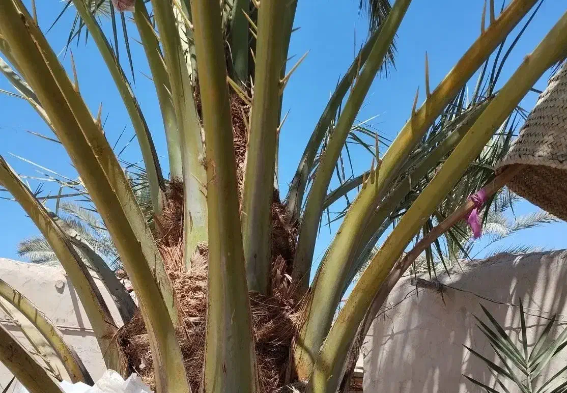 یک نخل عویدی بفروش می رسد|گل و گیاه طبیعی|شادگان, |دیوار