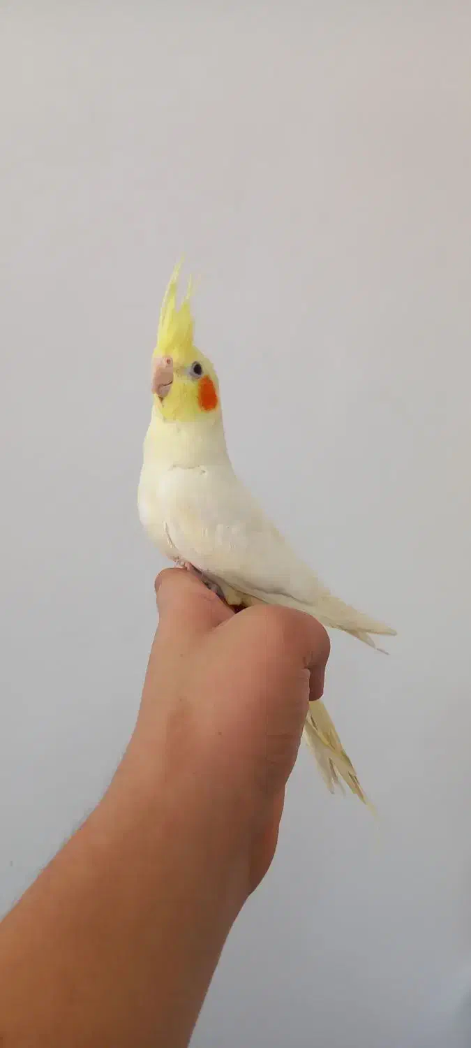 کوتوله زرد و عروس هلندی لوتینو دستی ورام|پرنده|قم, زند آباد|دیوار