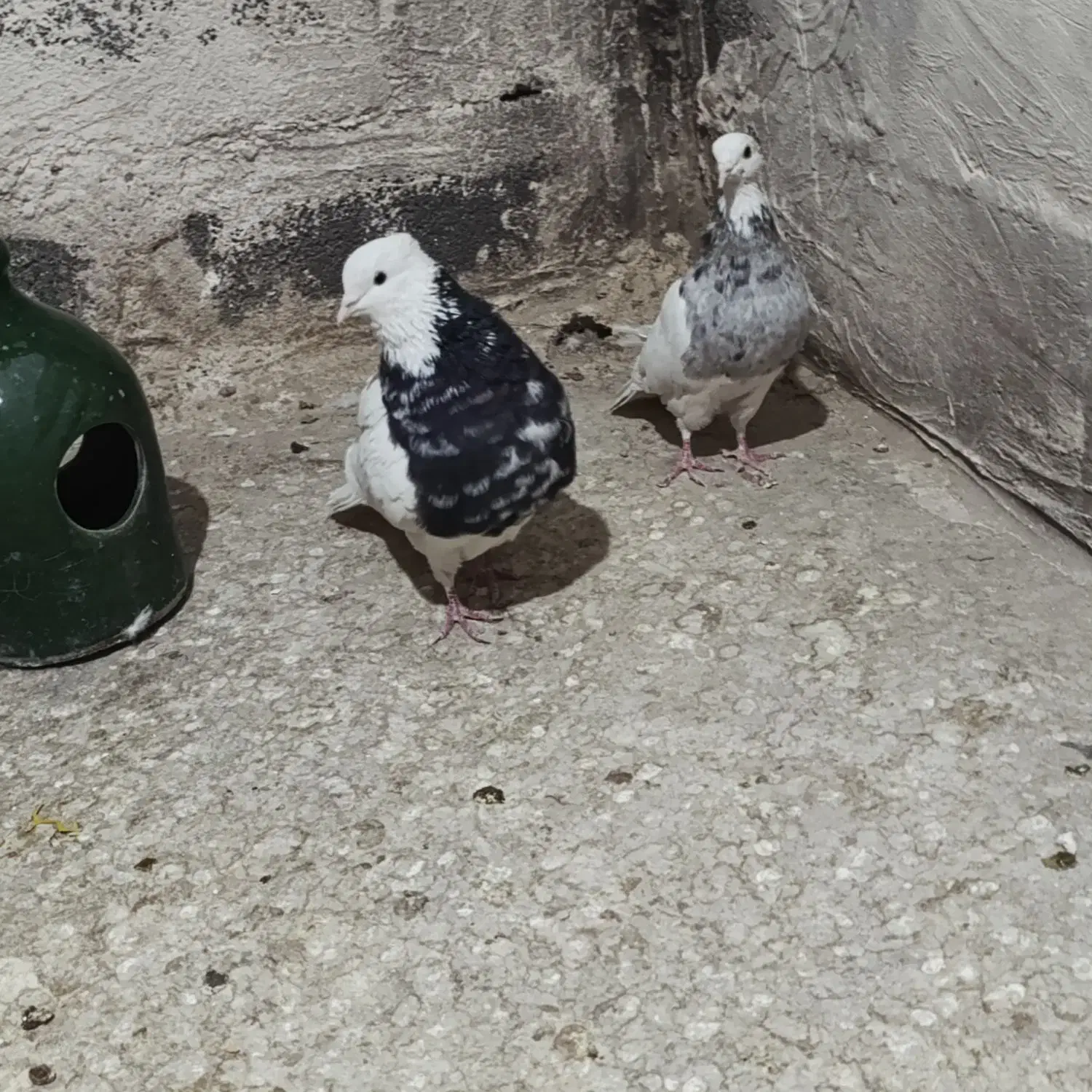 طوقی نسل الماسی|پرنده|احمدآبادمستوفی, |دیوار