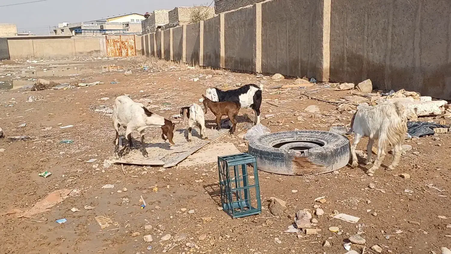 بز بز|حیوانات مزرعه|اهواز, پردیس|دیوار