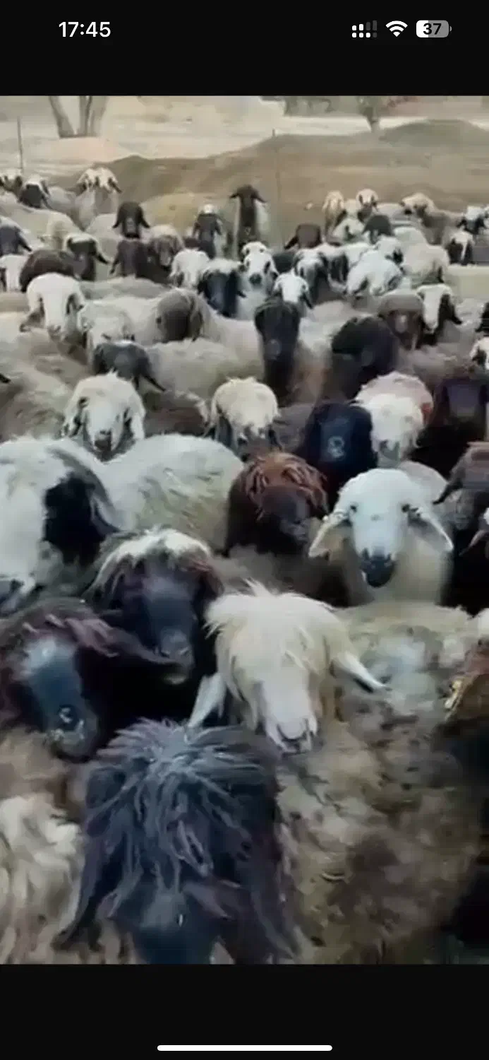 میش بختیاری درجه یک|حیوانات مزرعه|مرودشت, بیست متری بیمارستان|دیوار