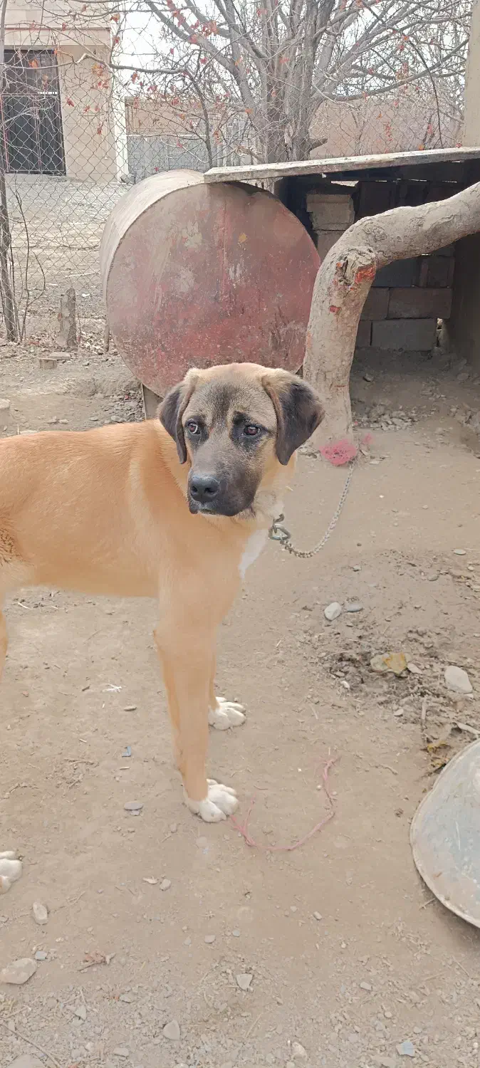 فروش فوری|سگ|ملایر, |دیوار