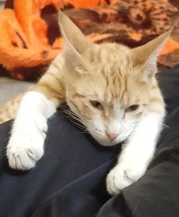 واگذاری گربه نارنجی|گربه|گالیکش, |دیوار