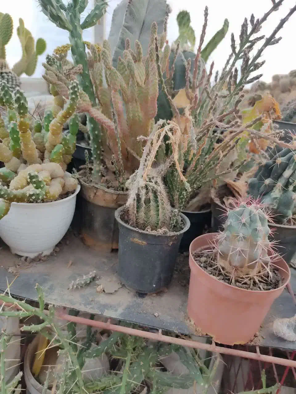 فروش انواع کاکتوس با قیمت مناسب در گلخانه منزل|گل و گیاه طبیعی|سمنان, |دیوار