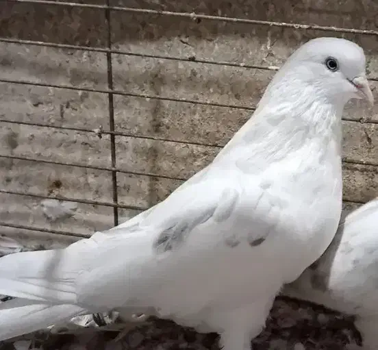 نر خال سبز|پرنده|نهاوند, |دیوار