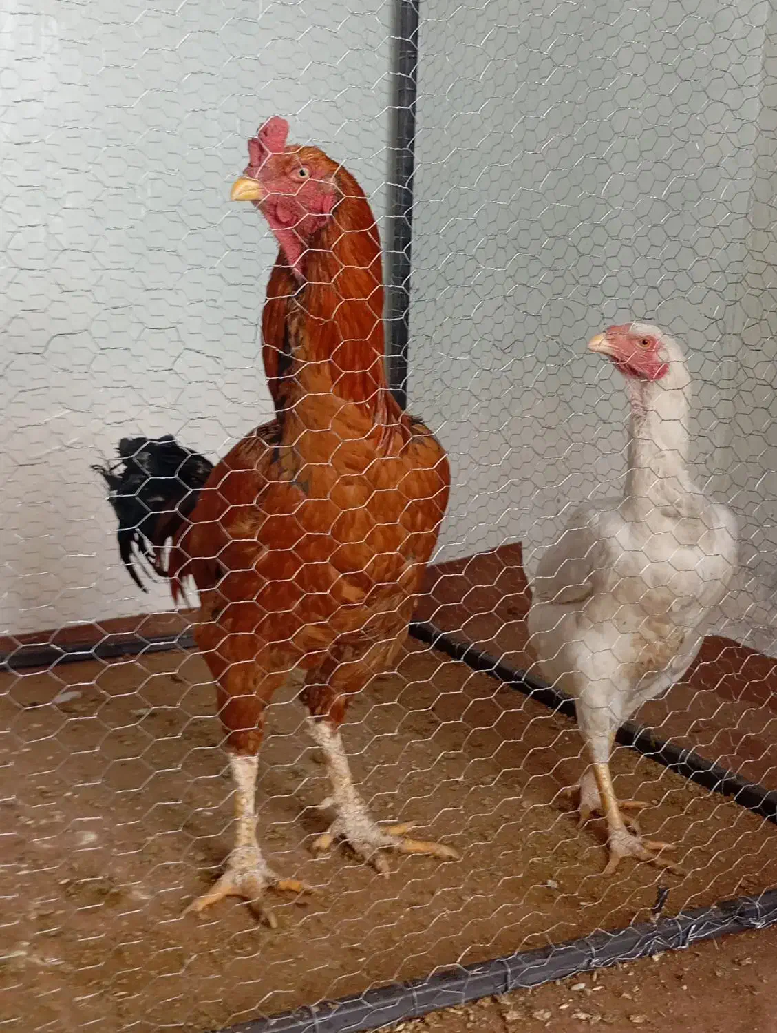 دوعدد مرغ و خروس لاری اصل|حیوانات مزرعه|اهر, |دیوار