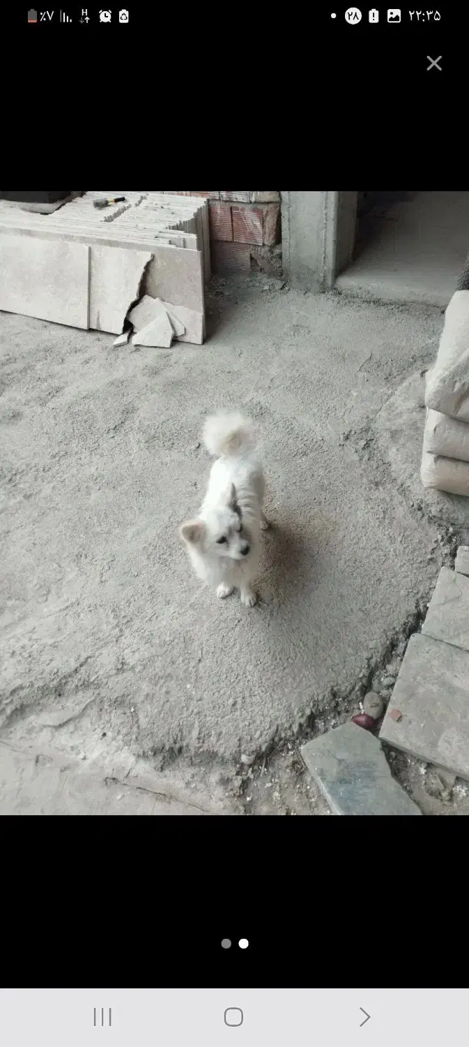 سگ گمشده|حیوانات|اهر, |دیوار