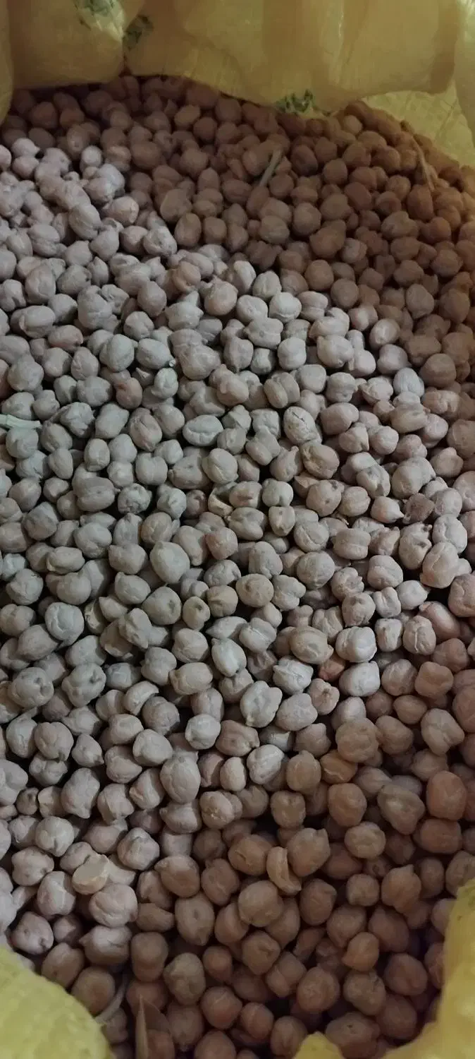 حبوبات|خوردنی و آشامیدنی|سردرود, |دیوار