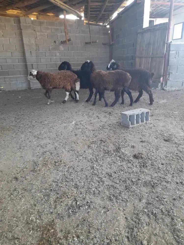 بره نر و ماده|حیوانات مزرعه|گنبد کاووس, |دیوار