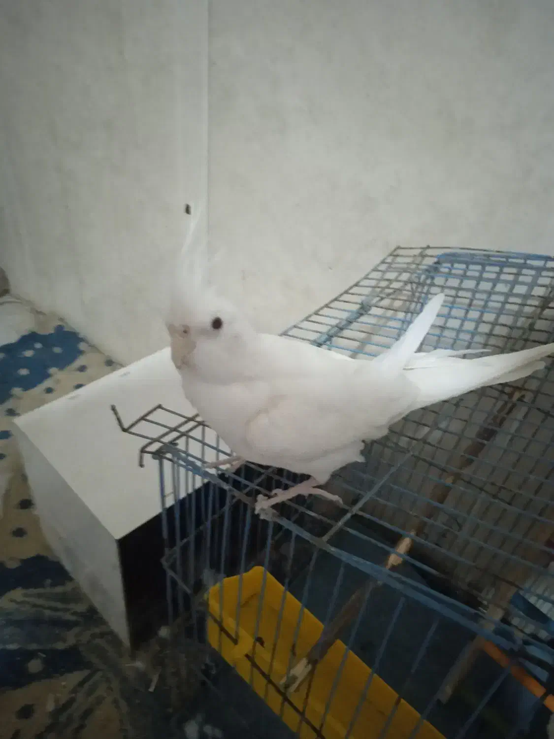 عروس هلندی آلبینو|پرنده|کهنوج, |دیوار