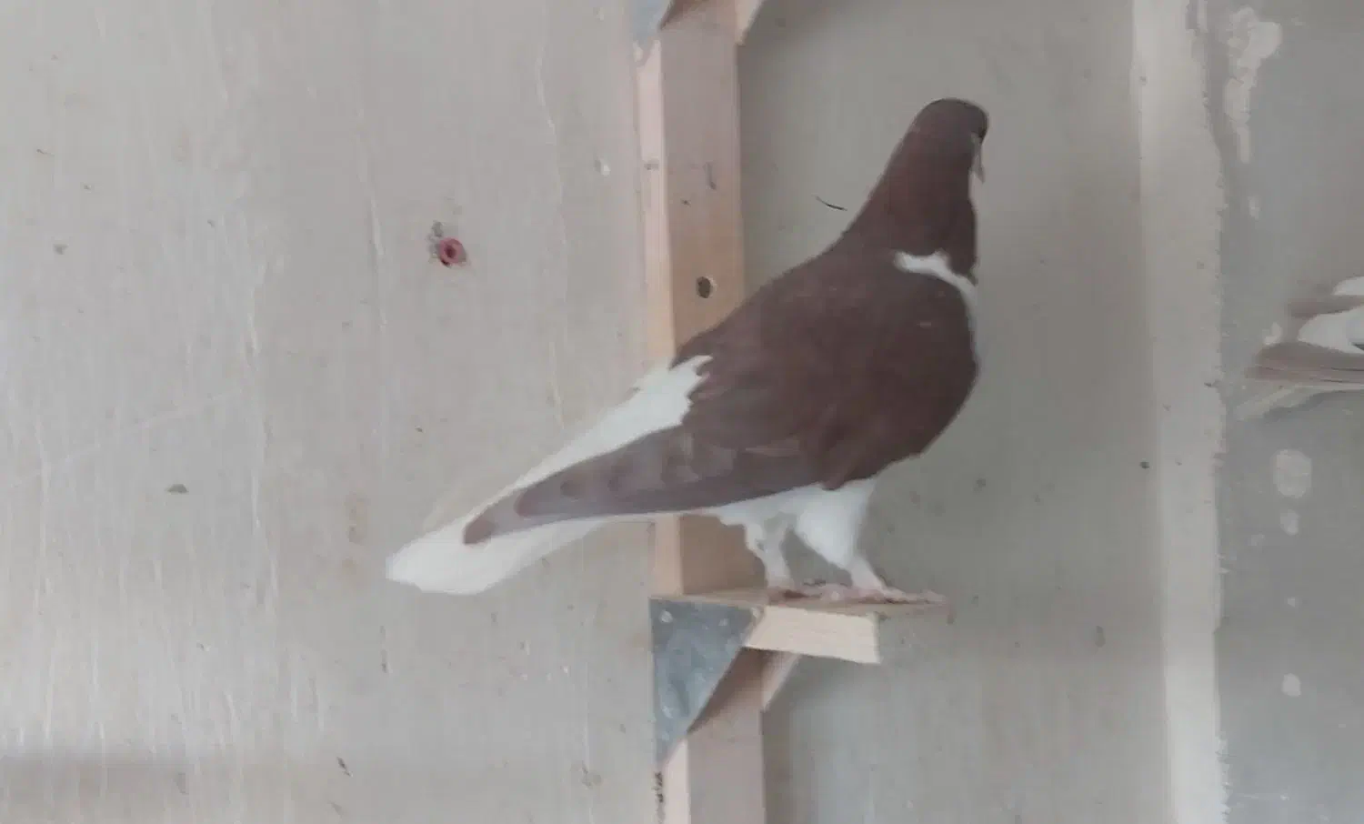 فروش ۳ تا کفتر شهری سرخ چپ و راست و خوشرنگ|پرنده|شیراز, کوزه گری|دیوار