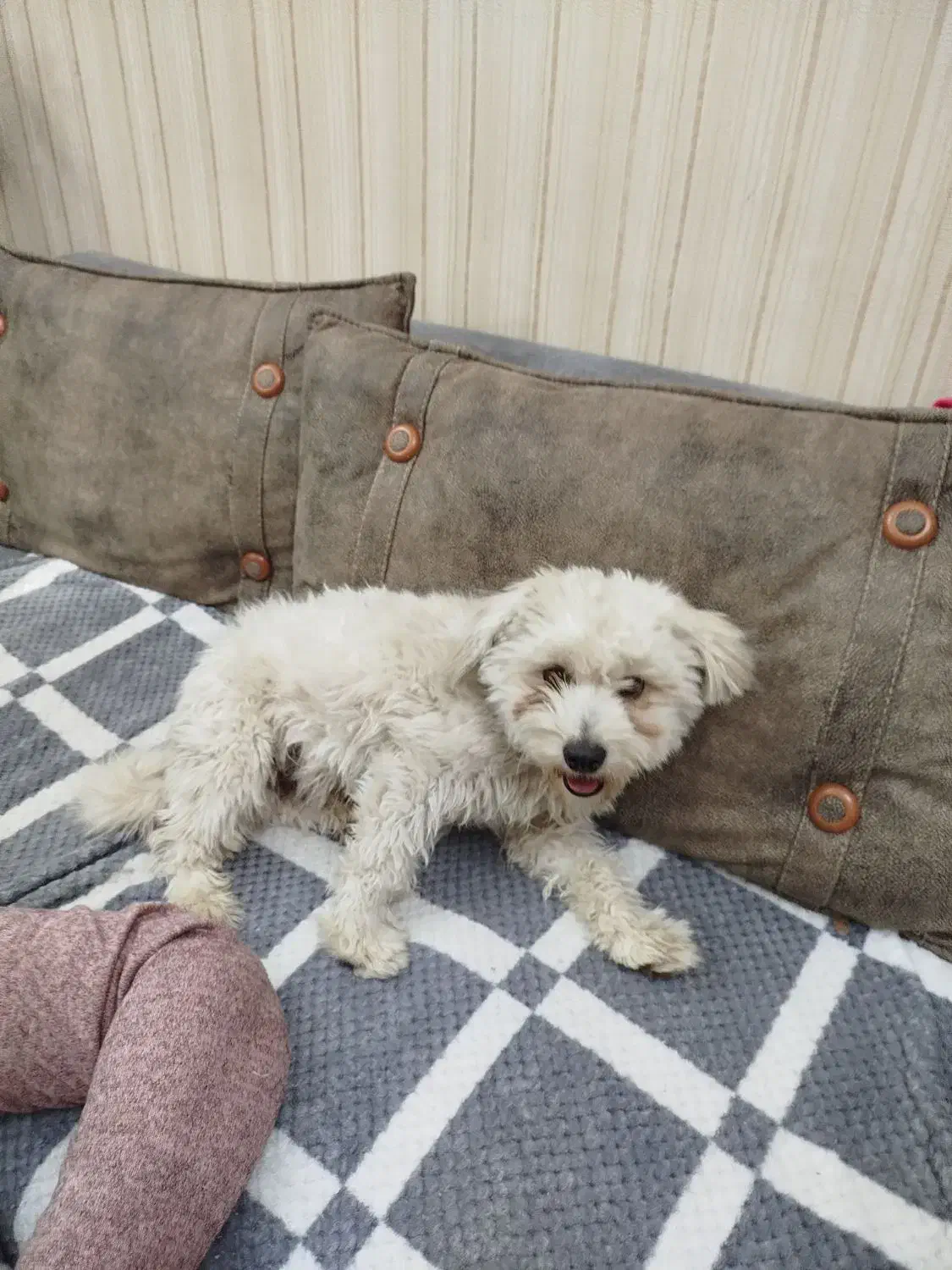 سگ شیتزو پشمالو|سگ|کرمان, |دیوار