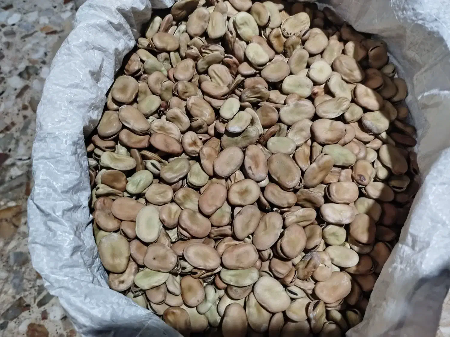 باقلی مازندرانی خشک محلی برای کاشت|خوردنی و آشامیدنی|رشت, هلال احمر|دیوار