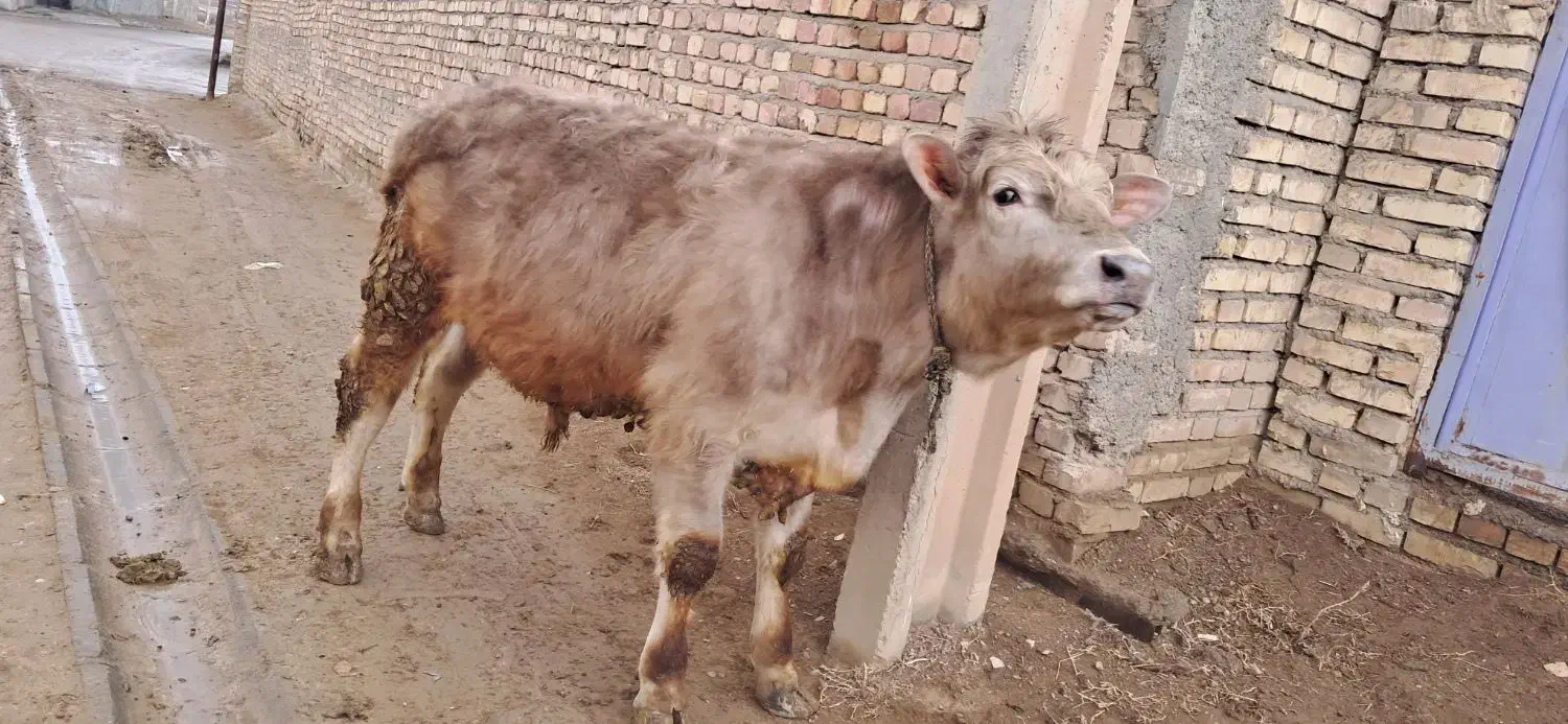 دو راس گوساله|حیوانات مزرعه|قیدار, |دیوار