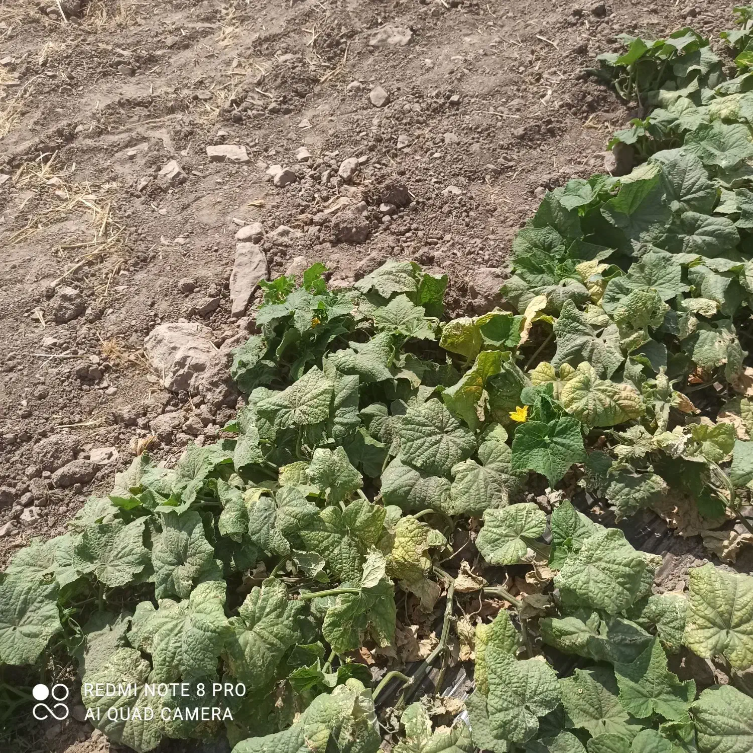 ۱۲۰۰ متر زمین در میرآباد بالا خیابان تختی|فروش زمین و ملک کلنگی|نیشابور, مازول|دیوار