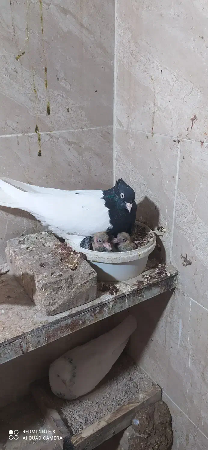 کبوتر رنگی فروشی|پرنده|آشخانه, |دیوار