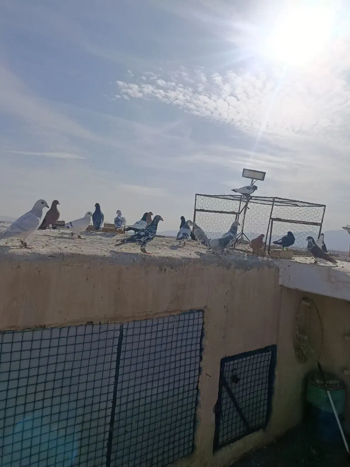 کفتر هوایی قلدور بوم خودم|پرنده|فرح دشت, |دیوار