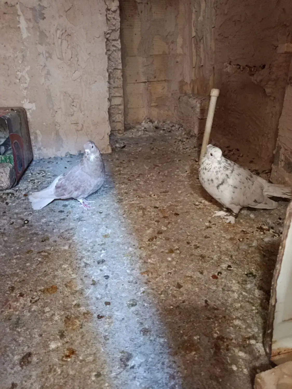 دم سفید|پرنده|شهرضا, |دیوار