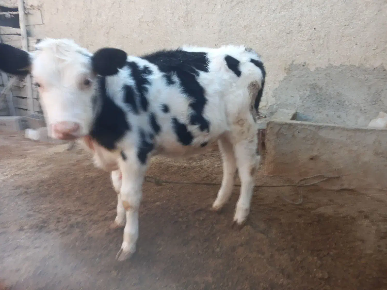 گاو گوساله|حیوانات مزرعه|آشخانه, |دیوار