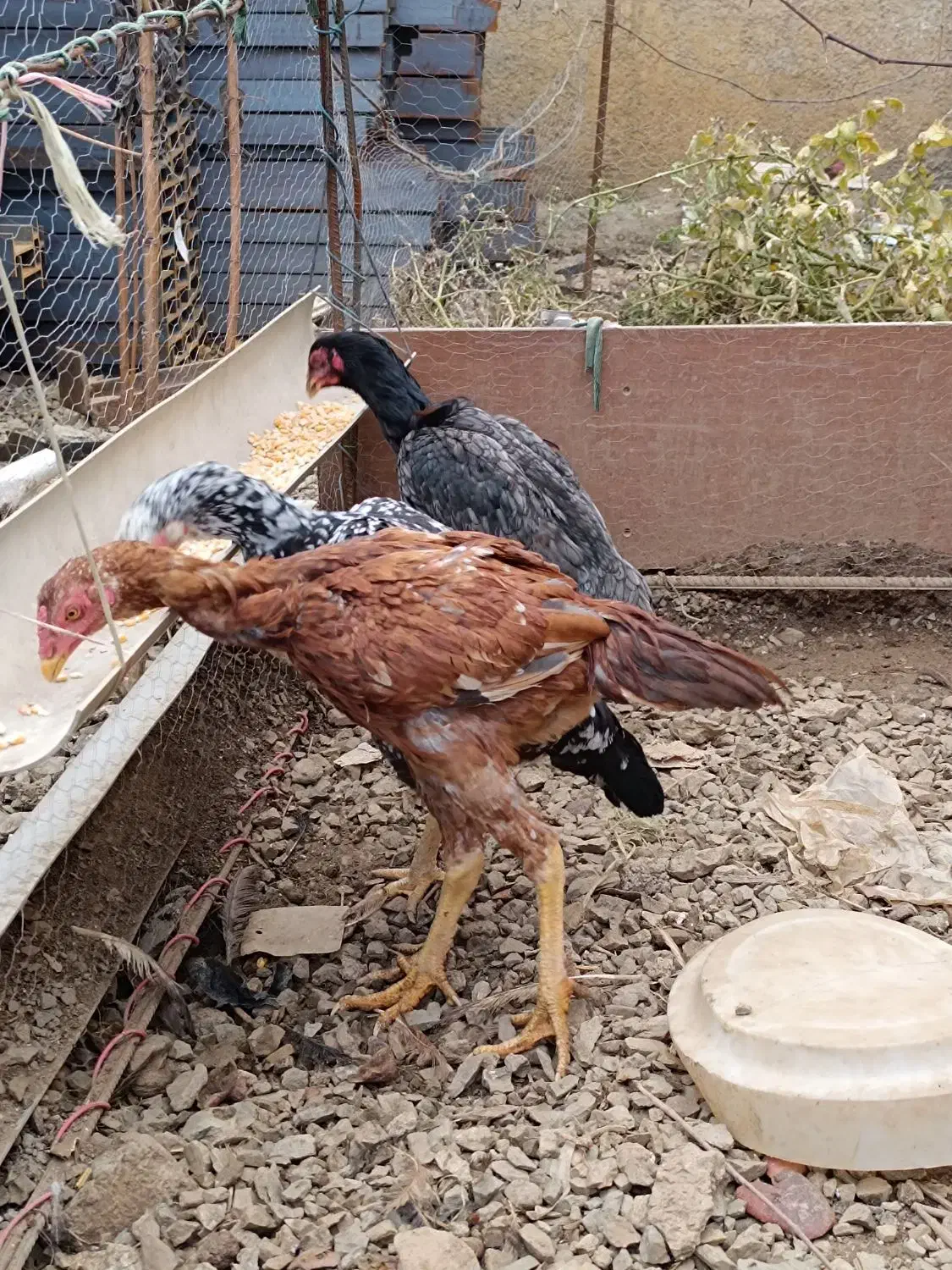 فروش مرغ و خروس لاری|حیوانات مزرعه|مریوان, |دیوار