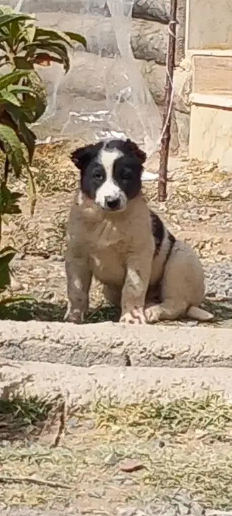 سه قلاده قدریجونی واگذاری|سگ|جیرفت, |دیوار