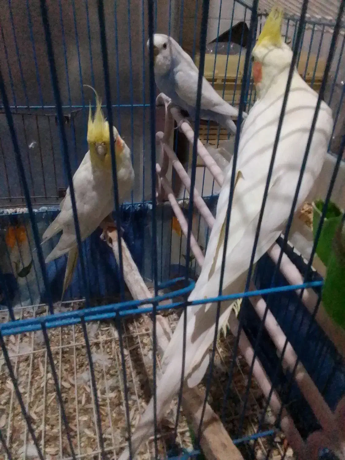 عروس هلندی  نروماده بایک مرغ عشق   همراه با قفس|پرنده|گرگان, |دیوار