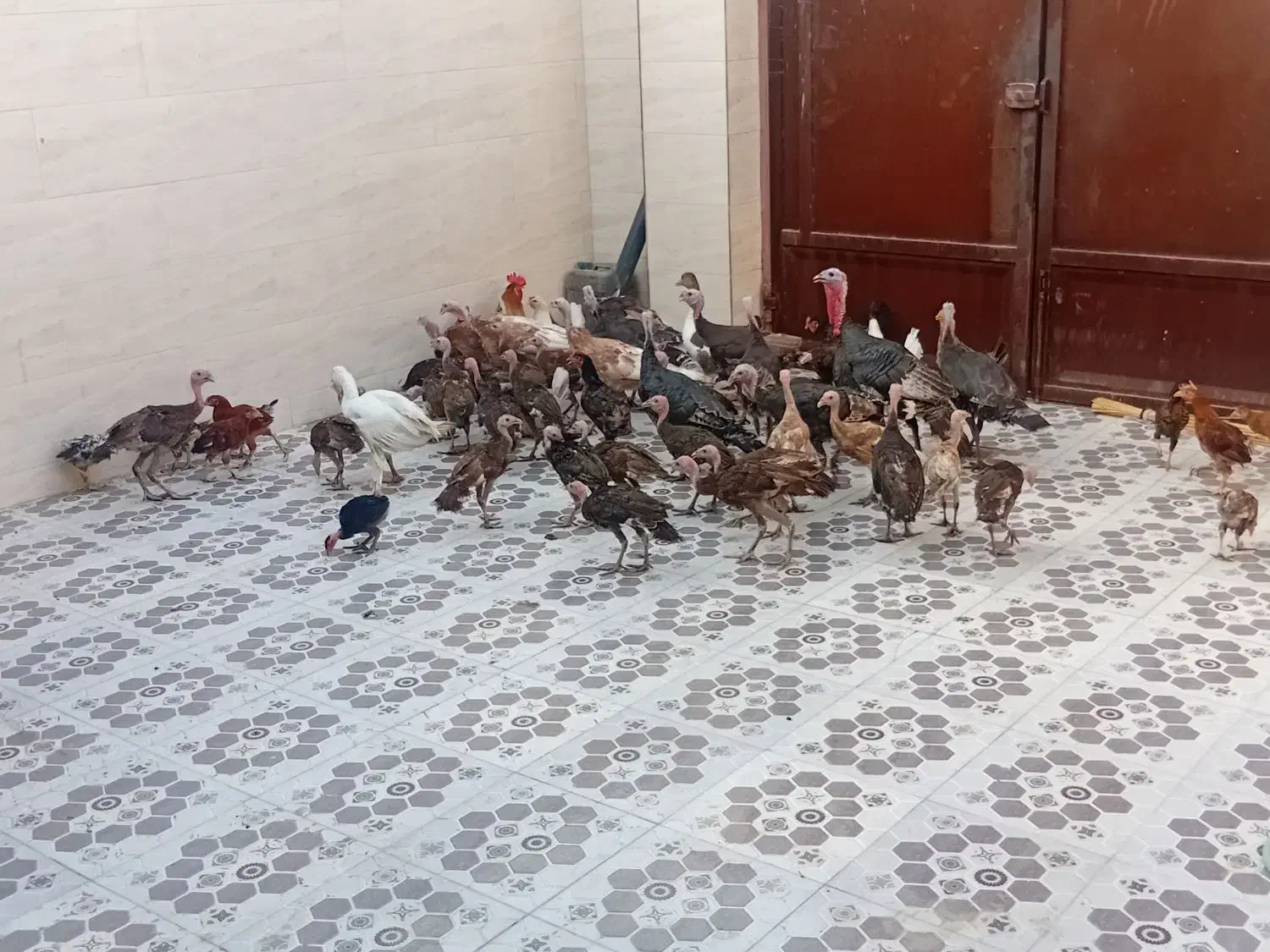 بوقلمو جنت مکان|حیوانات مزرعه|شوشتر, |دیوار