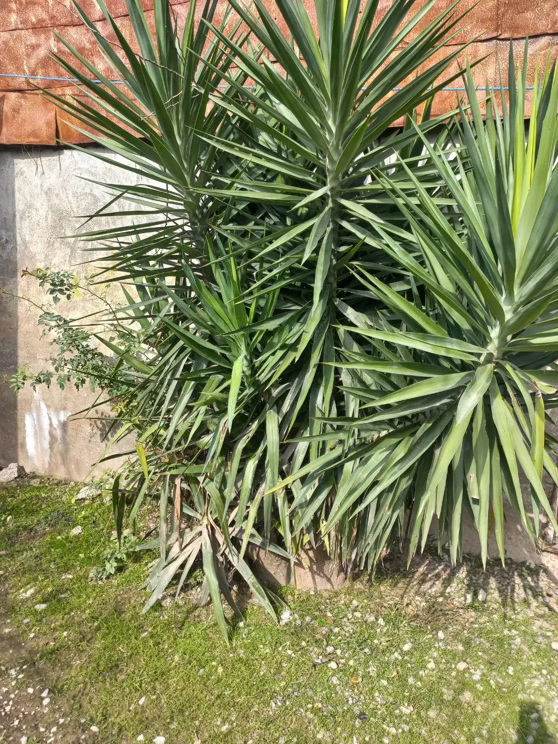 گل یوکا|گل و گیاه طبیعی|رشت, بازار|دیوار