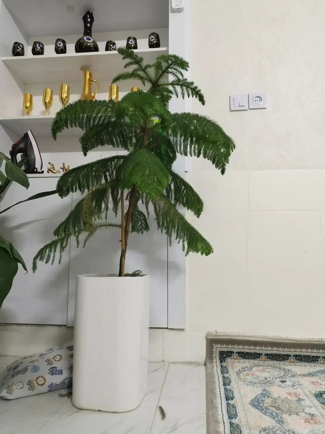 کاج|گل و گیاه طبیعی|تربت جام, شهرک معلم|دیوار