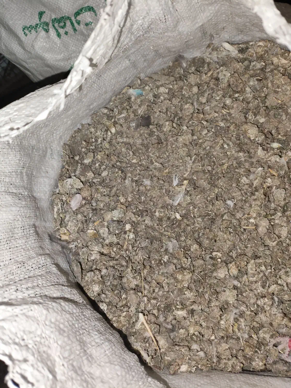 کبوتر، کود بی خاک|گل و گیاه طبیعی|سیرجان, |دیوار