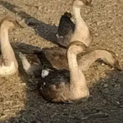 غازتخمگذار|حیوانات مزرعه|یاسوج, |دیوار