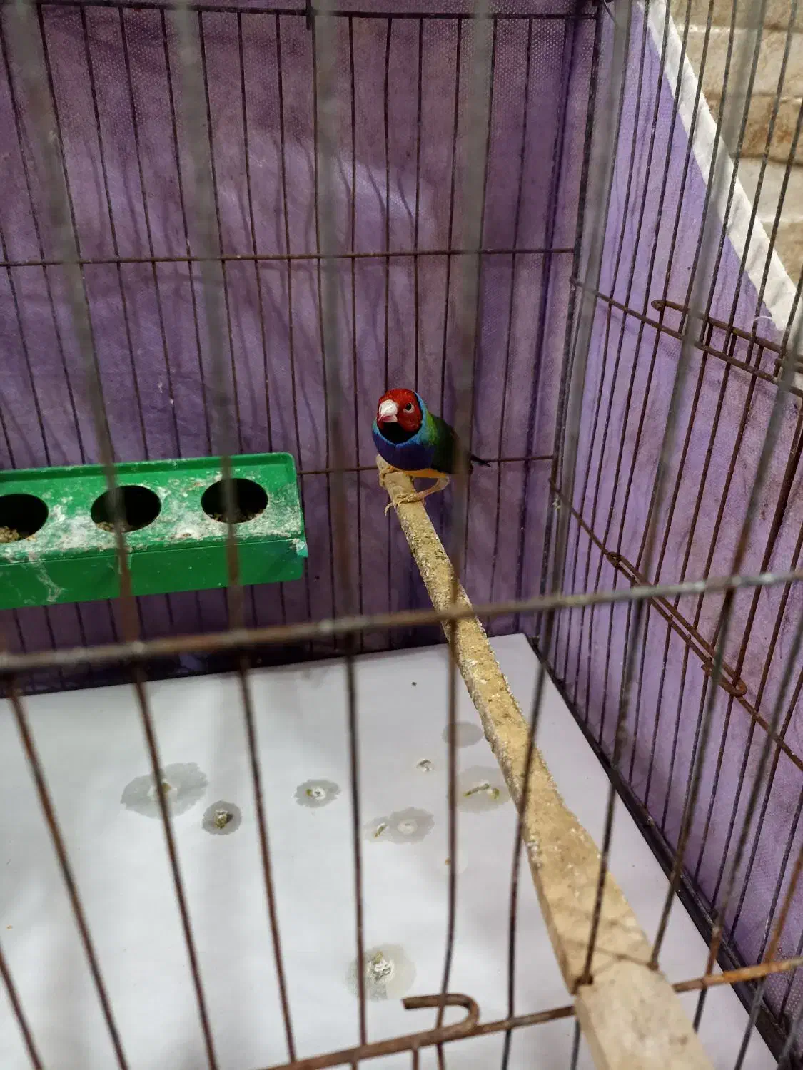 فنچ گلدین|پرنده|رشت, نخودچر|دیوار