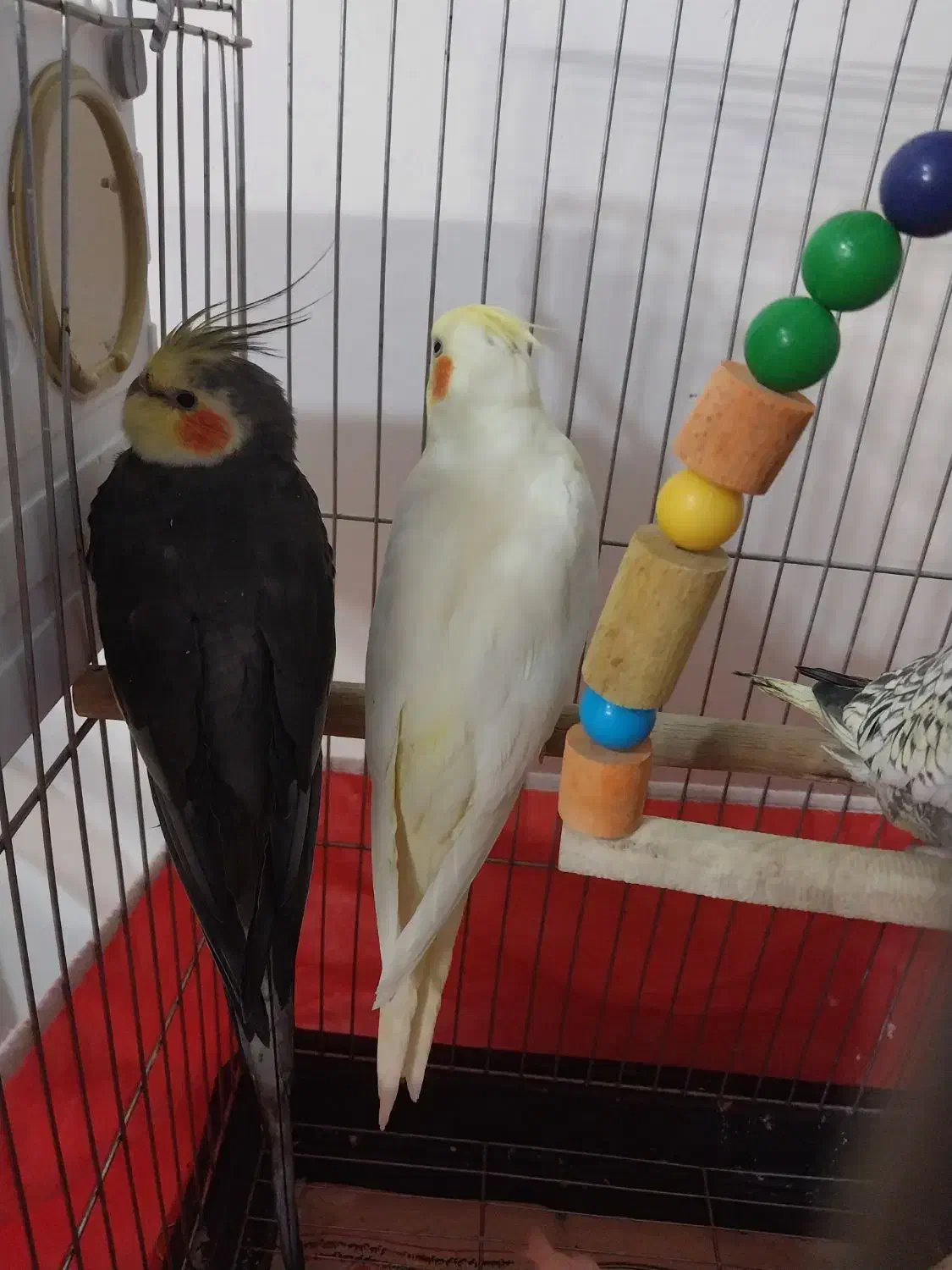 جوجه۳ماهه ویکونیم ماهه ویک جفت مولد بفروش می رسد.|پرنده|الوند, |دیوار