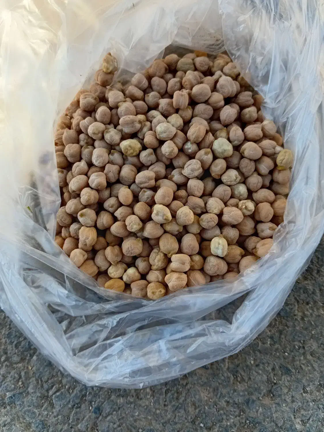 نخود پاییزه|عمده‌فروشی|چرداول, |دیوار