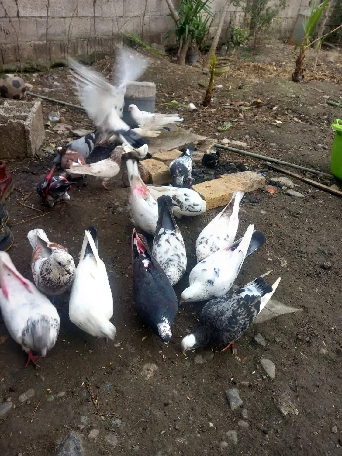 کبوتر۹عدد کبوتر|پرنده|لنگرود, |دیوار