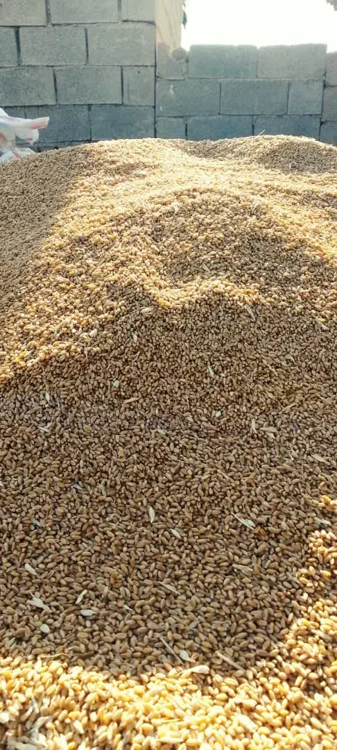 گندم چمران۲|عمدهفروشی|رامشیر, |دیوار