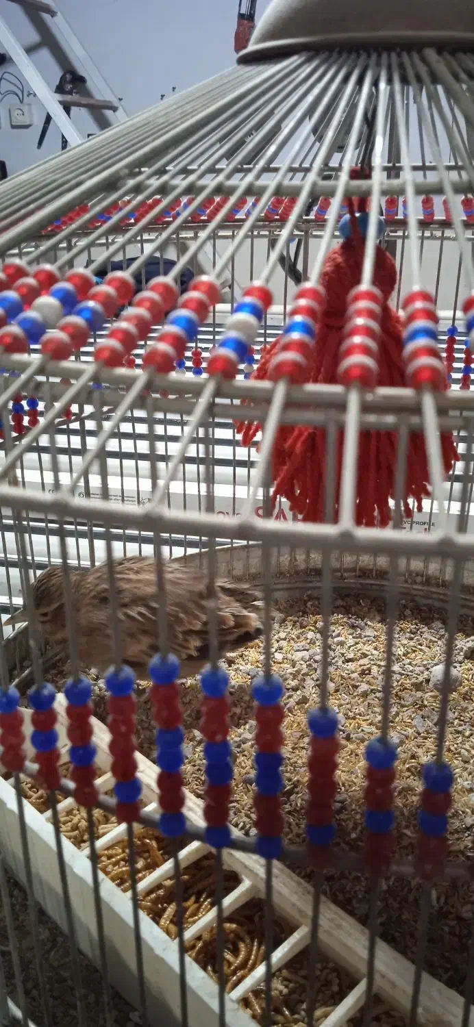 سره‌خاکی|پرنده|ساوه, |دیوار