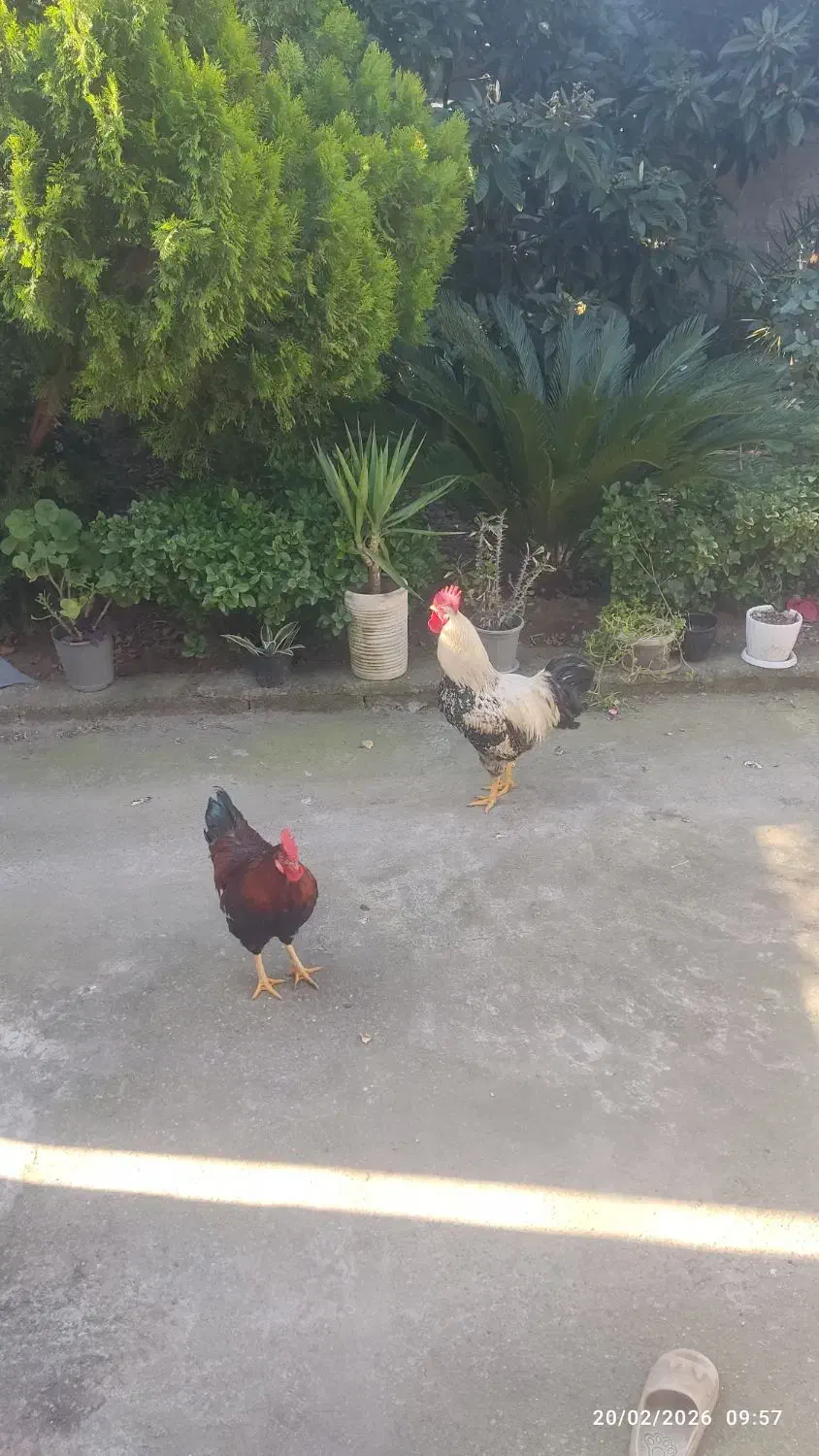 خروس محلی|حیوانات مزرعه|رشت, کوی عرفان|دیوار