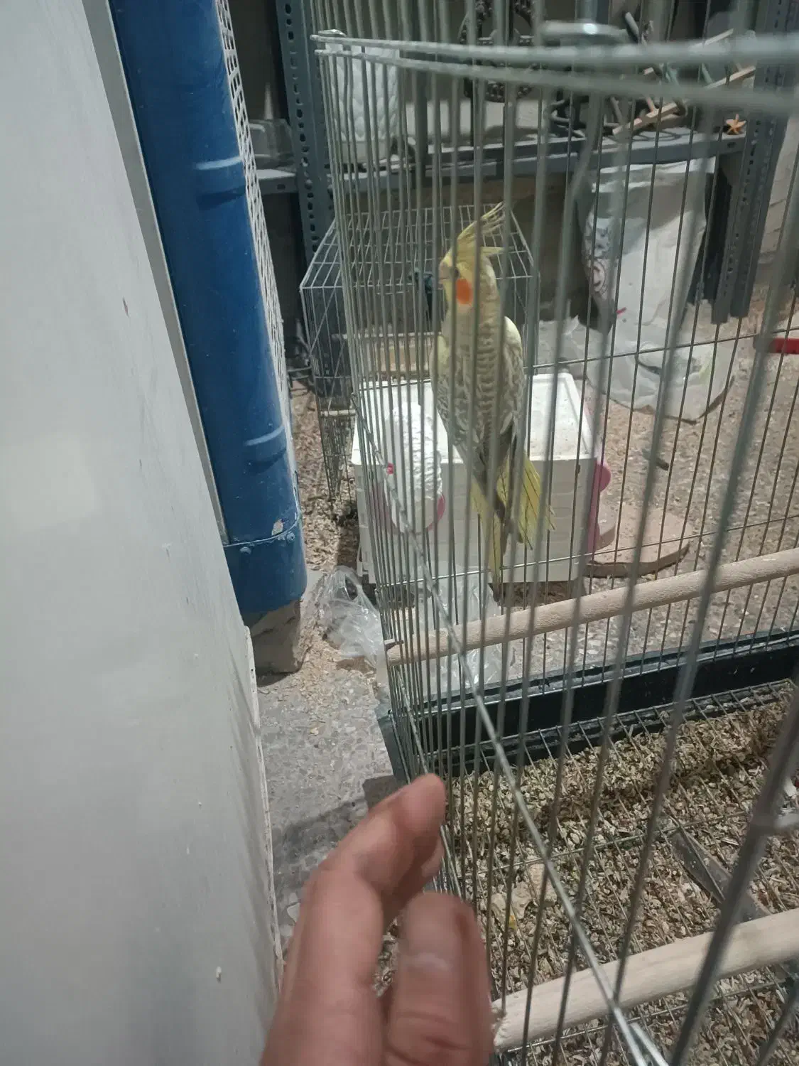 عروس هلندی گلباقالی این عکس کوچک|حیوانات|پلدختر, |دیوار