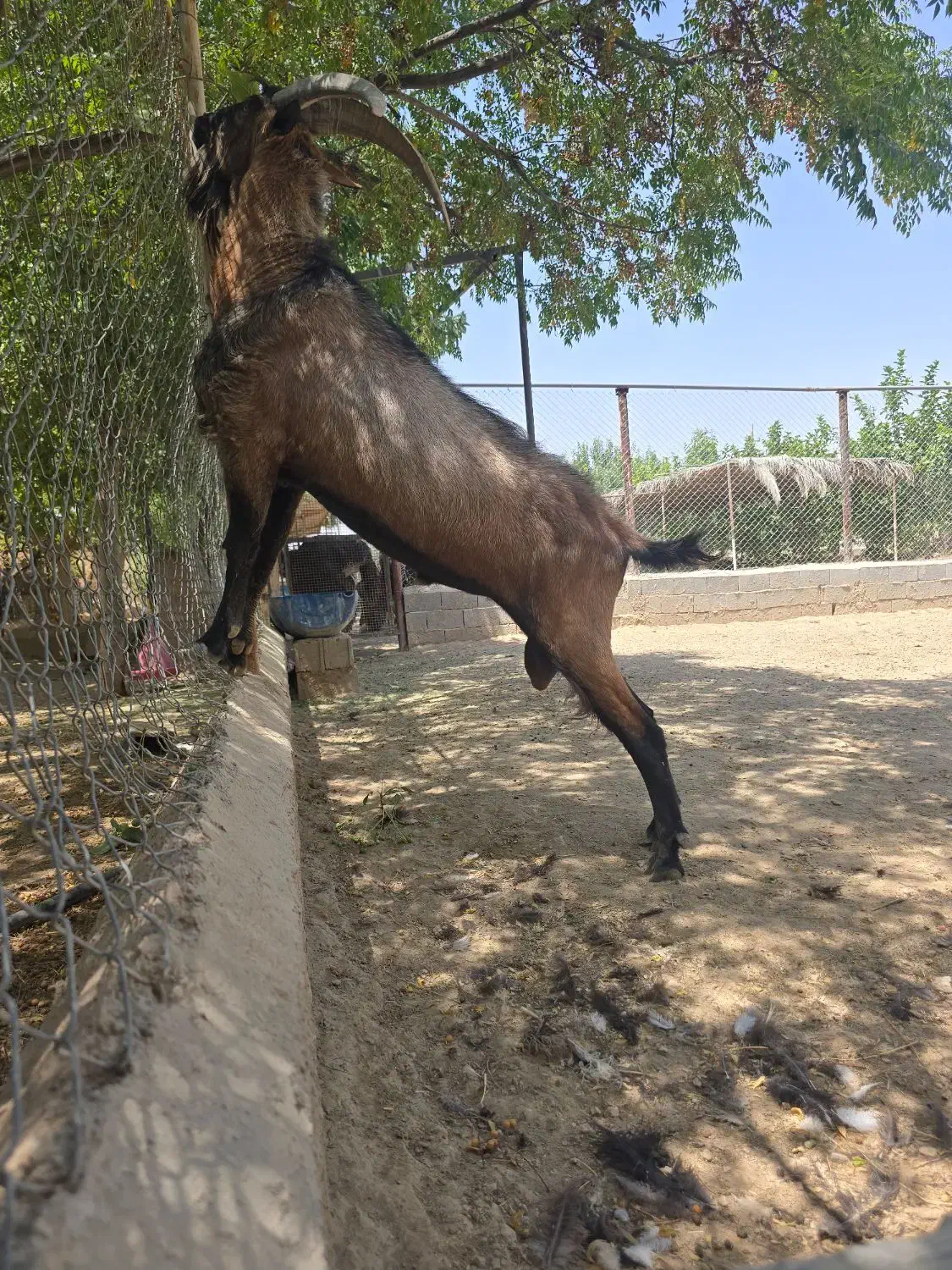 کولار ،نر بز آلپاین|حیوانات مزرعه|زرقان, |دیوار