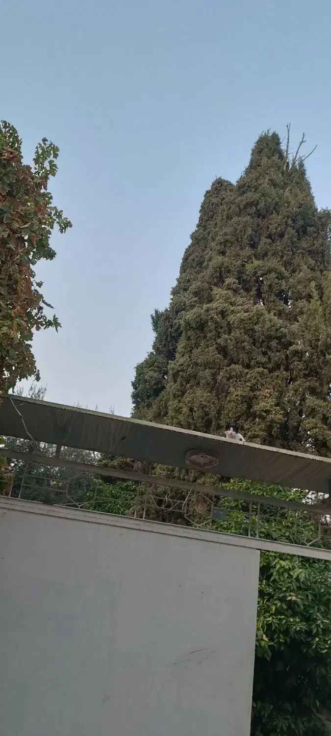 باغبان سیار|خدمات باغبانی و درختکاری|شیراز, فرودگاه شهید دستغیب شیراز|دیوار