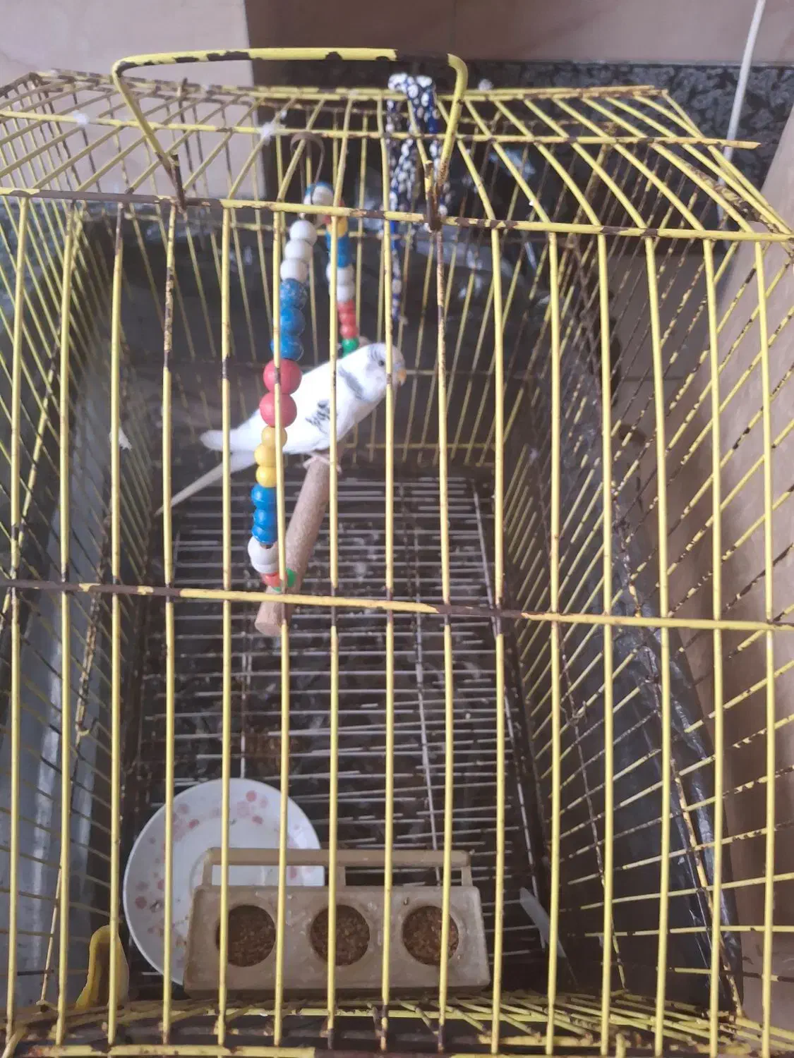 مرغ عشق|پرنده|لاهیجان, گلستان|دیوار