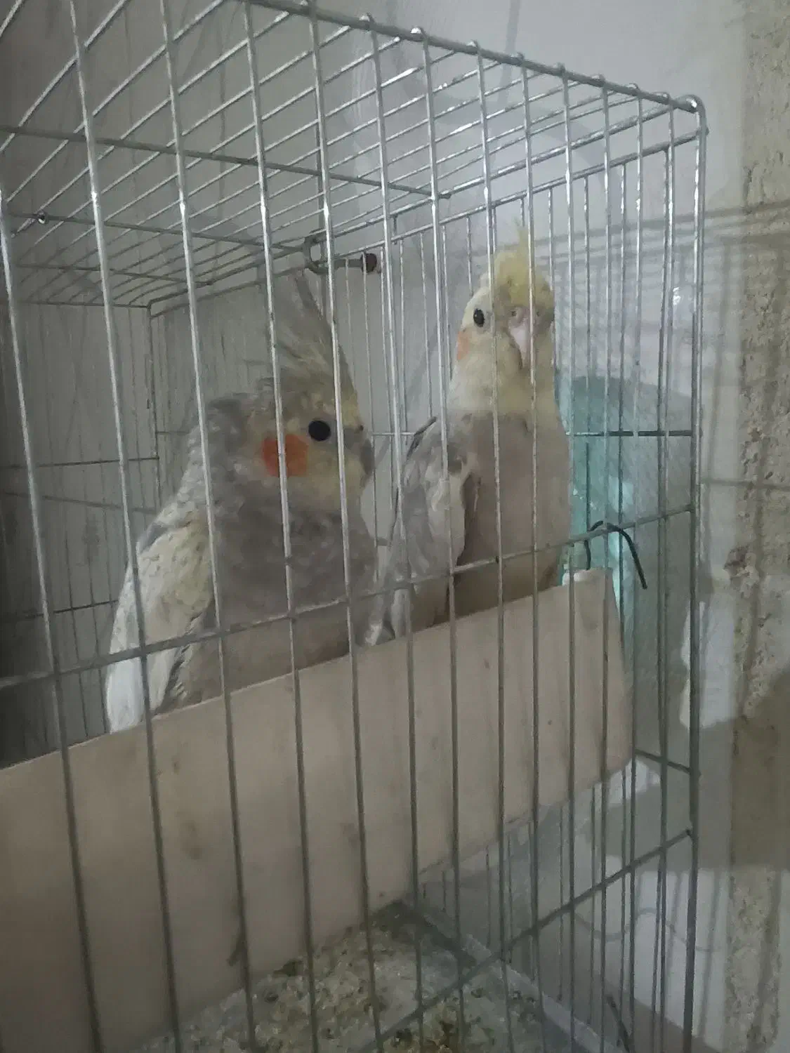 عروس هلندی|پرنده|تهران, کوثر|دیوار